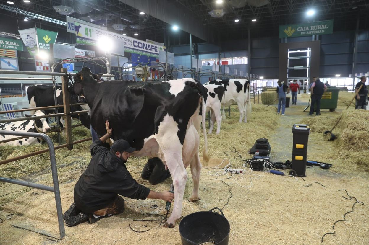 Últimos preparativos en el recinto ferial Luis Adaro para la inauguración de Agropec de hoy. 