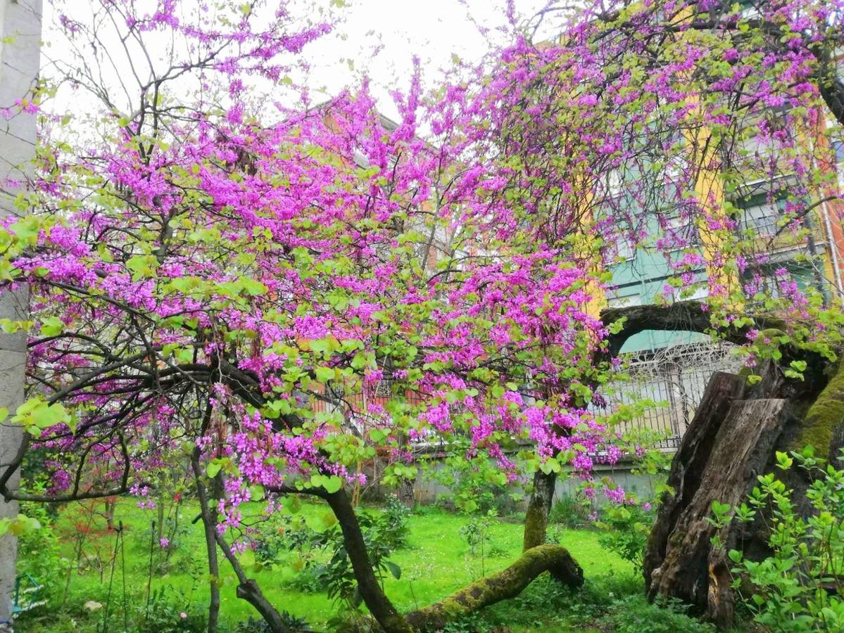 El árbol del amor (Cercis siliquastrum) más grande y viejo de Asturias, y uno de los mayores de España, en plena floración. 