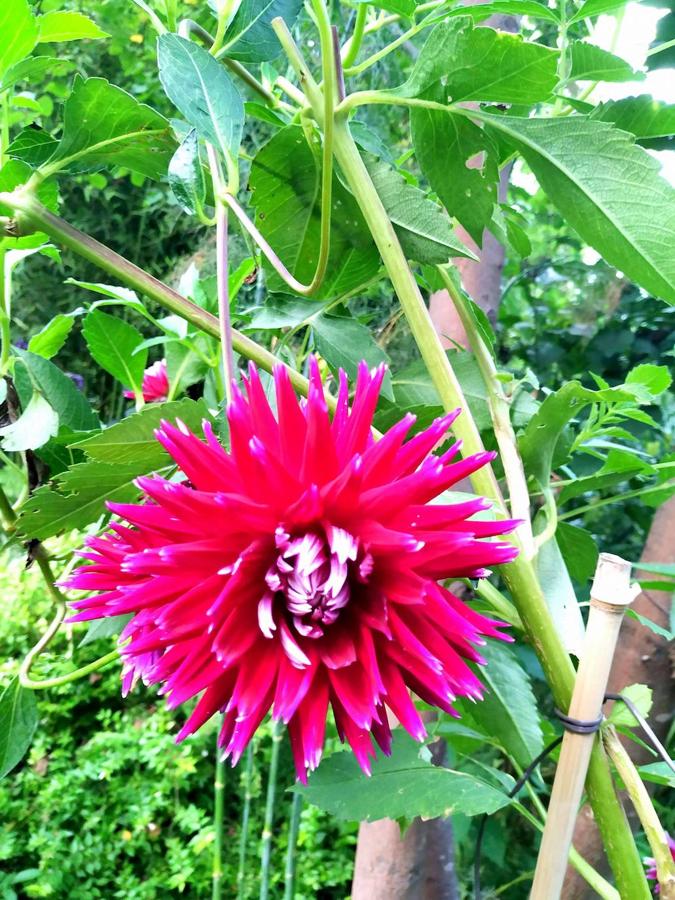 Vivacidad fucsia-malva de este tipo de dalia cactus.