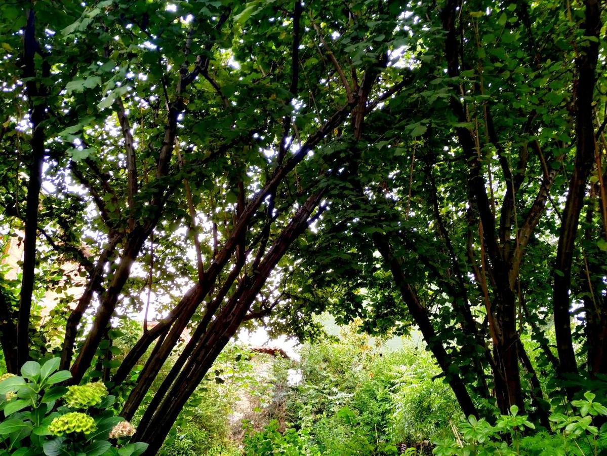 Pérgola vegetal abovedada fruto de la naturaleza entre dos avellanos autóctonos de 30 años de antigüedad.