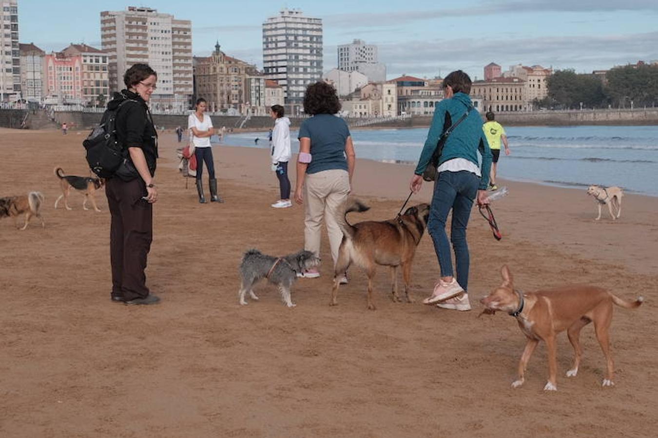 Como todos los años, el primer día de octubre, finalizada la temporada oficial de baños, decenas de perros disfrutaron del reencuentro con la playa de San Lorenzo. El retorno de los chapoteos por la orilla y las carreras detrás de las pelotas por la arena de los animales coincidió además con al tregua del buen tiempo durante las primeras horas. 