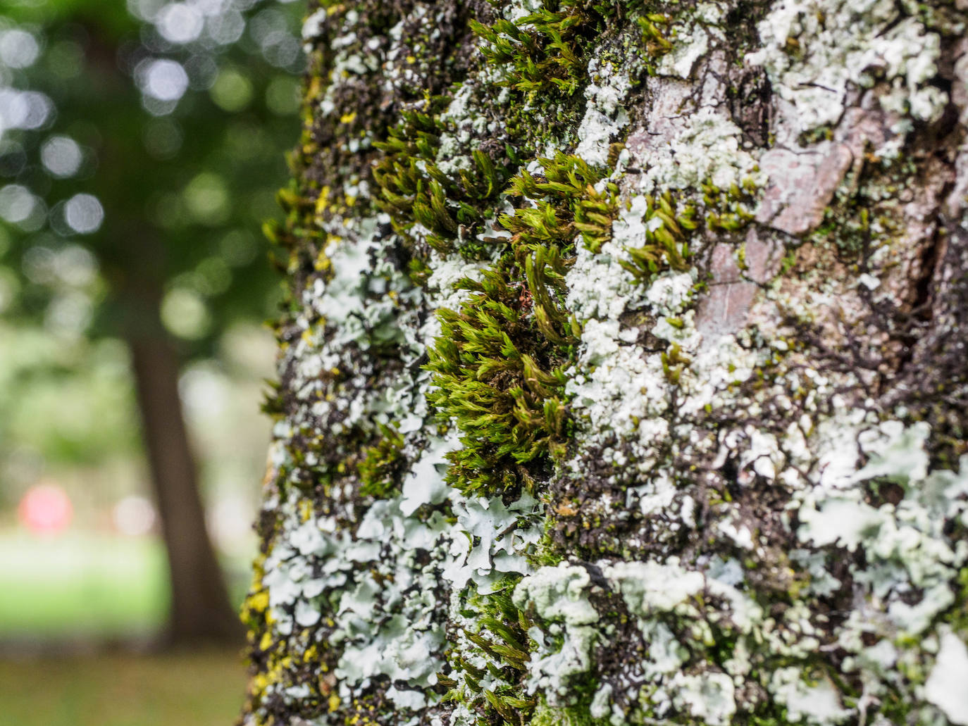 Las mejores instantáneas de este otoño que comienza han sido captadas por los fotógrafos: Mario Rojas, Pablo Lorenzana, Juan Carlos Román, Omar Antuña, Paloma Ucha, Juan Carlos Tuero y Xuan Cueto.