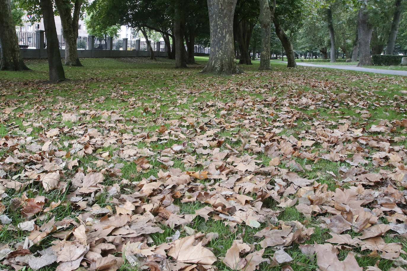 Las mejores instantáneas de este otoño que comienza han sido captadas por los fotógrafos: Mario Rojas, Pablo Lorenzana, Juan Carlos Román, Omar Antuña, Paloma Ucha, Juan Carlos Tuero y Xuan Cueto.
