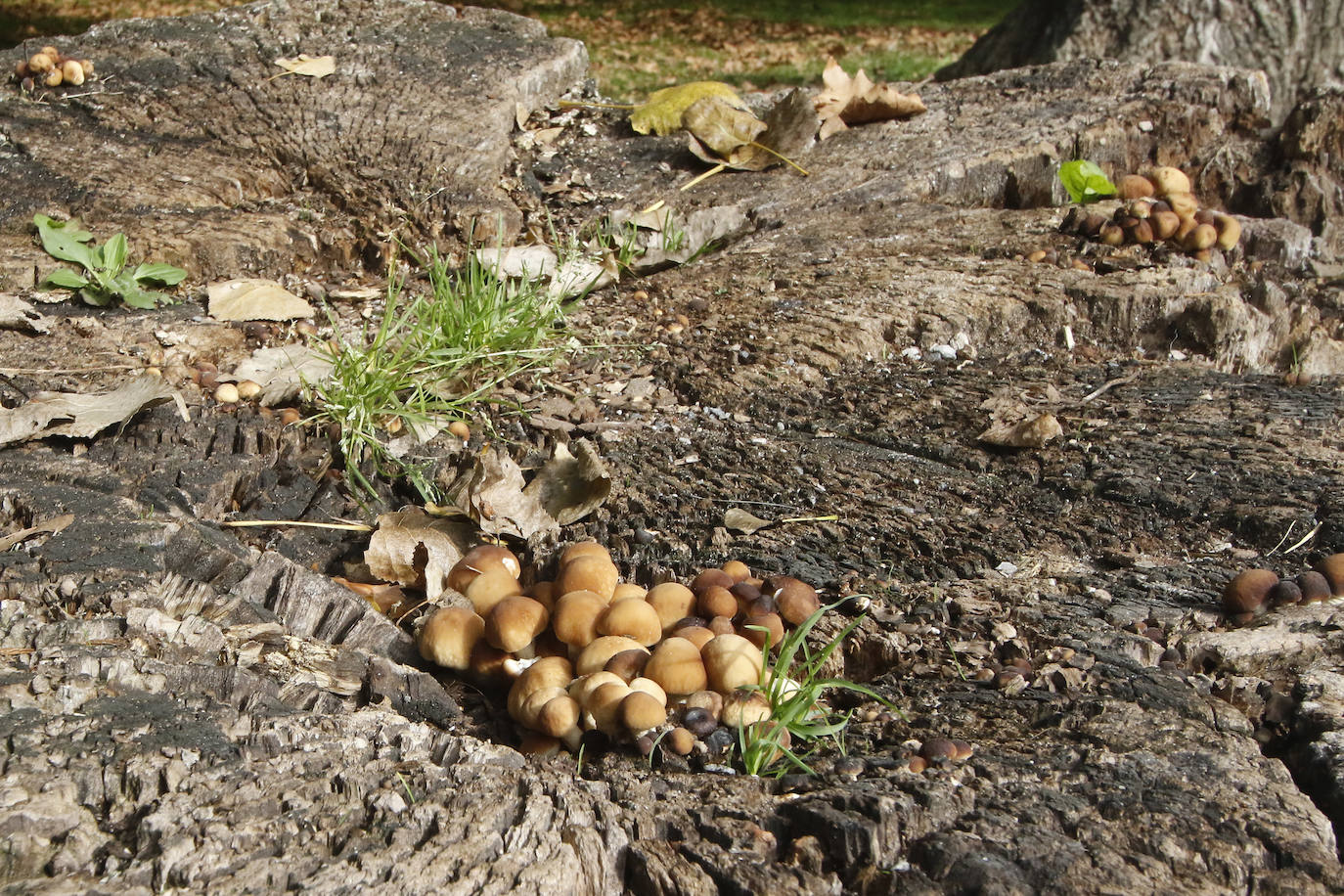 Las mejores instantáneas de este otoño que comienza han sido captadas por los fotógrafos: Mario Rojas, Pablo Lorenzana, Juan Carlos Román, Omar Antuña, Paloma Ucha, Juan Carlos Tuero y Xuan Cueto.