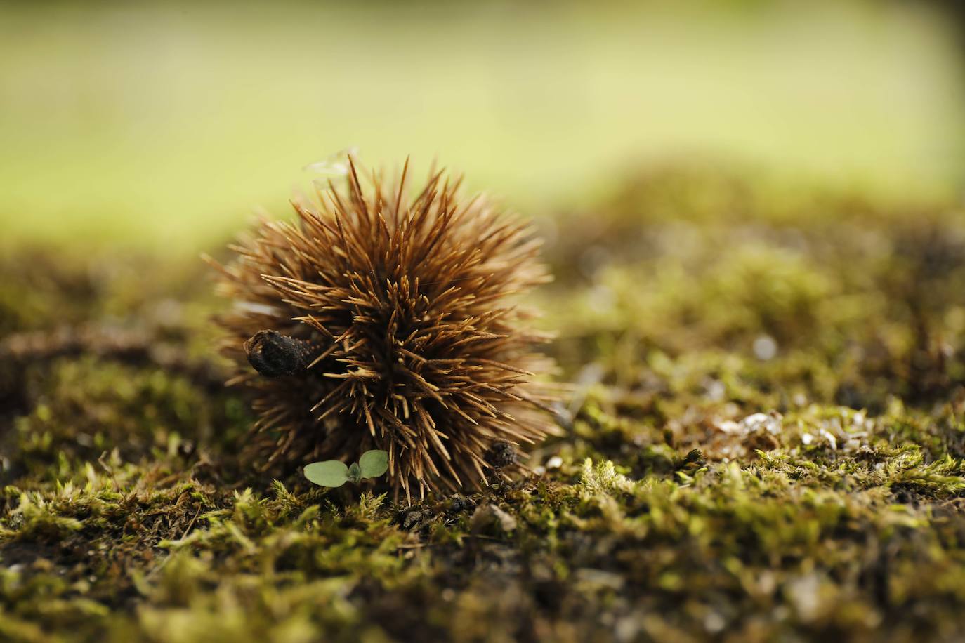 Las mejores instantáneas de este otoño que comienza han sido captadas por los fotógrafos: Mario Rojas, Pablo Lorenzana, Juan Carlos Román, Omar Antuña, Paloma Ucha, Juan Carlos Tuero y Xuan Cueto.