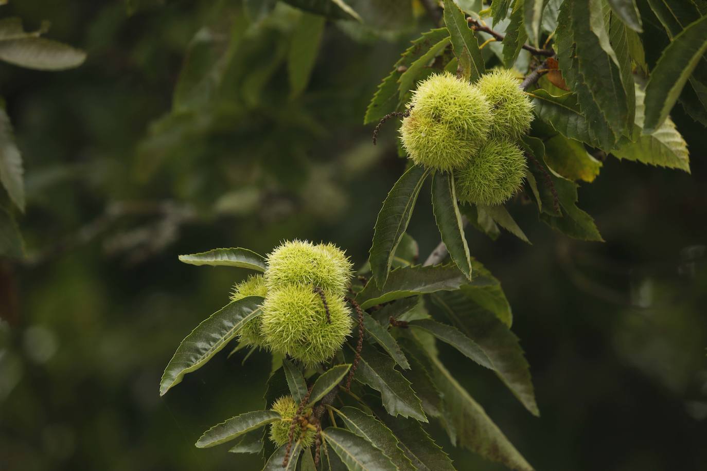 Las mejores instantáneas de este otoño que comienza han sido captadas por los fotógrafos: Mario Rojas, Pablo Lorenzana, Juan Carlos Román, Omar Antuña, Paloma Ucha, Juan Carlos Tuero y Xuan Cueto.