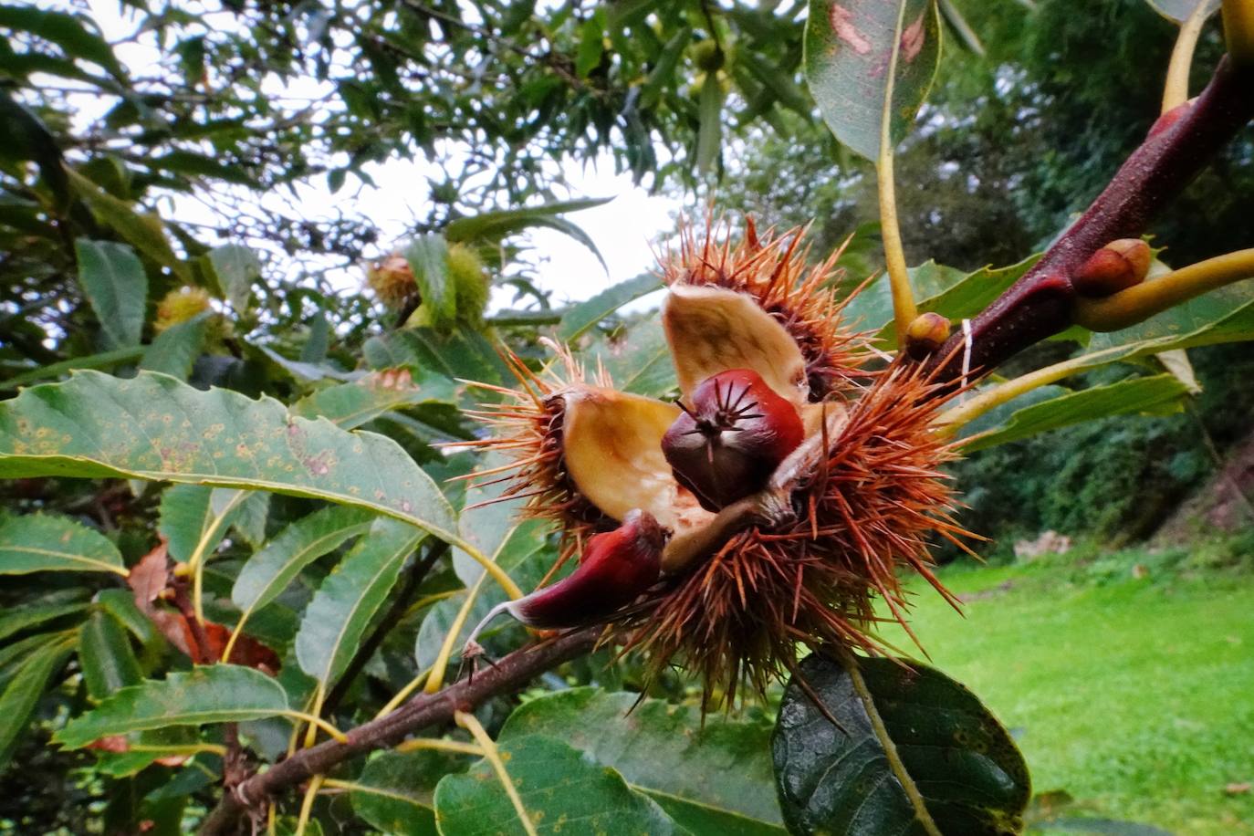 Las mejores instantáneas de este otoño que comienza han sido captadas por los fotógrafos: Mario Rojas, Pablo Lorenzana, Juan Carlos Román, Omar Antuña, Paloma Ucha, Juan Carlos Tuero y Xuan Cueto.