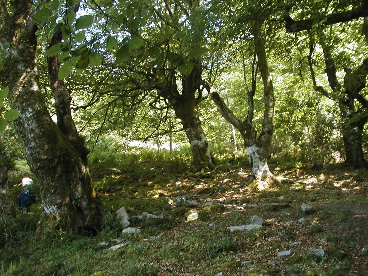 Bosque de Moal: El bosque de Moal se encuentra a las puertas del bosque de Muniellos y es uno de esos lugares en plena naturaleza en los que apetece perderse, sobre todo por la gran belleza de su paisaje repleto de contrastes y vegetación. Un paseo entre hayas, castaños y robles por el que podrás pasar si recorres la ruta que lo atraviesa y que parte desde el pueblo de Moal. Una ruta que además de este bosque absolutamente mágico, también te regalará unas maravillosas vistas panorámicas del puerto del Connio y del bosque de Muniellos (el mayor robledal de Europa).