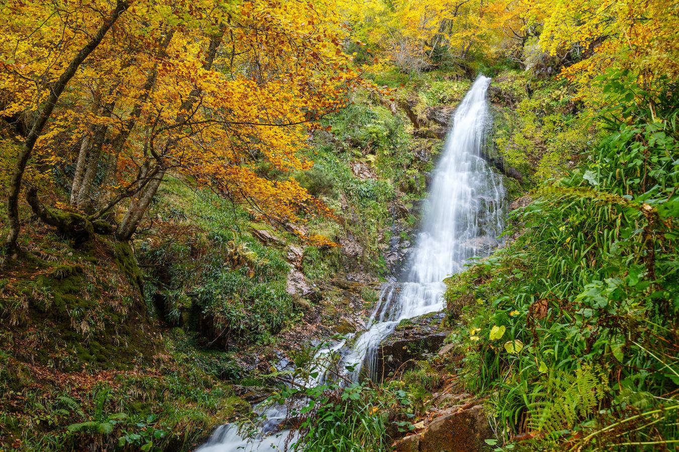 Hayedo de Montegrande: Este bosque se encuentra en plena Cordillera Cantábrica y en el corazón del Parque Natural de Las Ubiñas-La Mesa. Allí se encuentra este paisaje de ensueño conquistado por una gran masa de hayas que representan la tercera superficie forestal de Asturias. También estaremos arropados por Robles, acebos o serbales entre otros. Un bosque fácil de recorrer caminando y con la presencia constante de arroyos y Ríos. En pleno bosque nos encontraremos con la cascada del Xiblu, una caída de agua de 100 metros de altura que en estas épocas de lluvia destaca por su gran belleza.