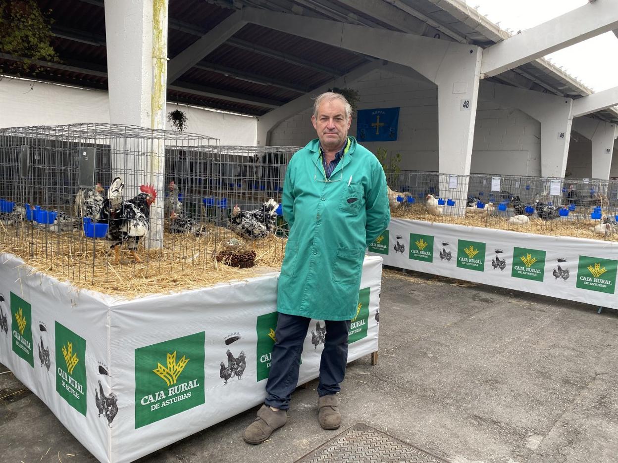 Emilio Martínez, con algunos ejemplares de pita pinta asturiana, ayer, en el concurso-exposición de Tineo. 