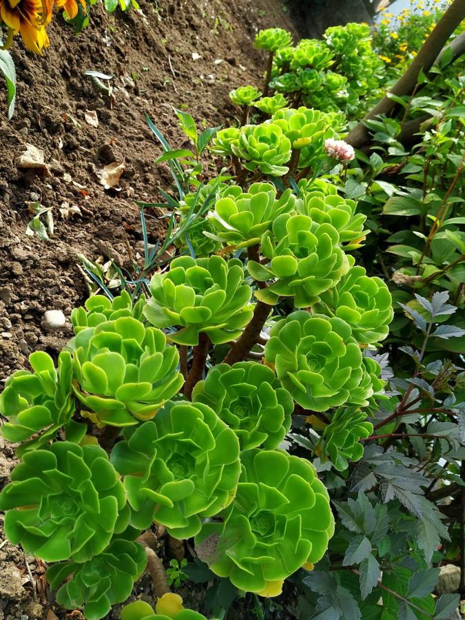 Miguel Busto comenzó a diseñar su jardín potencial, sito en Corvera, de 2.335 m2 y a trazar parterres alejados de modismos, con una tendencia orgánica, hermoseándolos con rocalla, algo de cantería y pasillos de grijo.