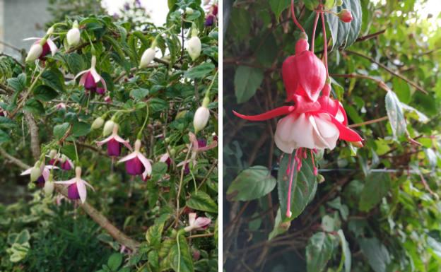 Dos llamativas variedades de pendientes de la reina (fucsias) de entre los 210 tipos distintos que hay en Molleda Garden. 