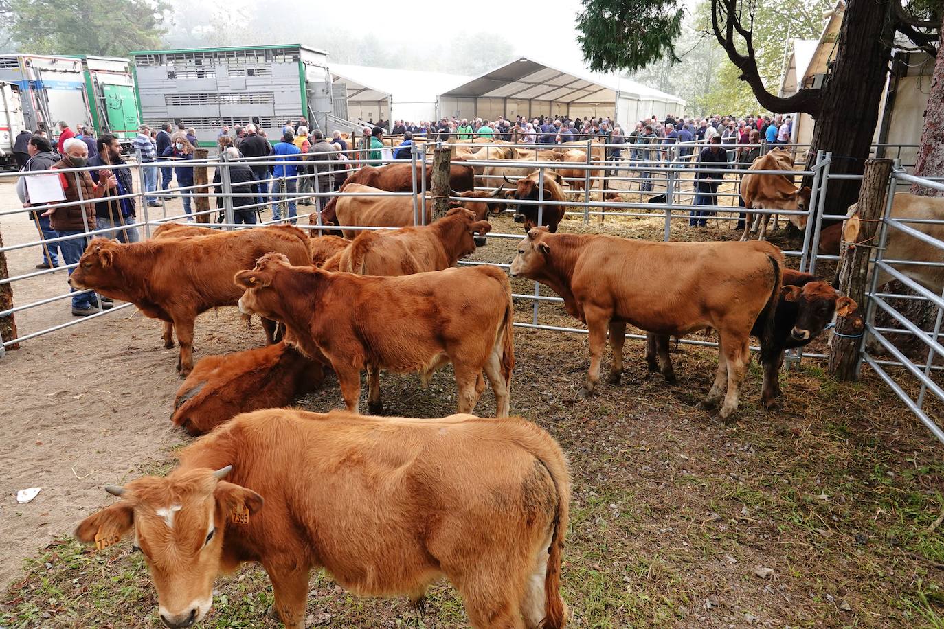 Tras la pasada edición marcada por la pandemia, el certamen de Santa Teresa ha reunido a unas 1.200 reses en el recinto de la piscifactoría, de nuevo con presencia de público