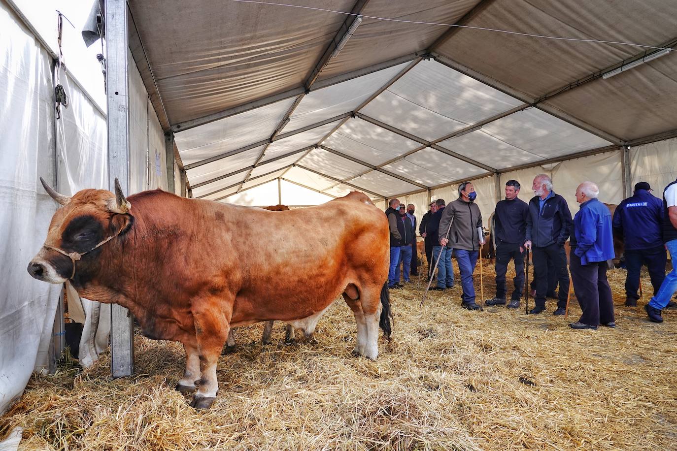 Tras la pasada edición marcada por la pandemia, el certamen de Santa Teresa ha reunido a unas 1.200 reses en el recinto de la piscifactoría, de nuevo con presencia de público