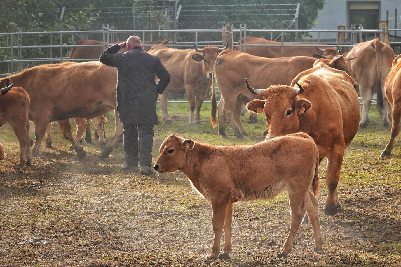 Tras la pasada edición marcada por la pandemia, el certamen de Santa Teresa ha reunido a unas 1.200 reses en el recinto de la piscifactoría, de nuevo con presencia de público