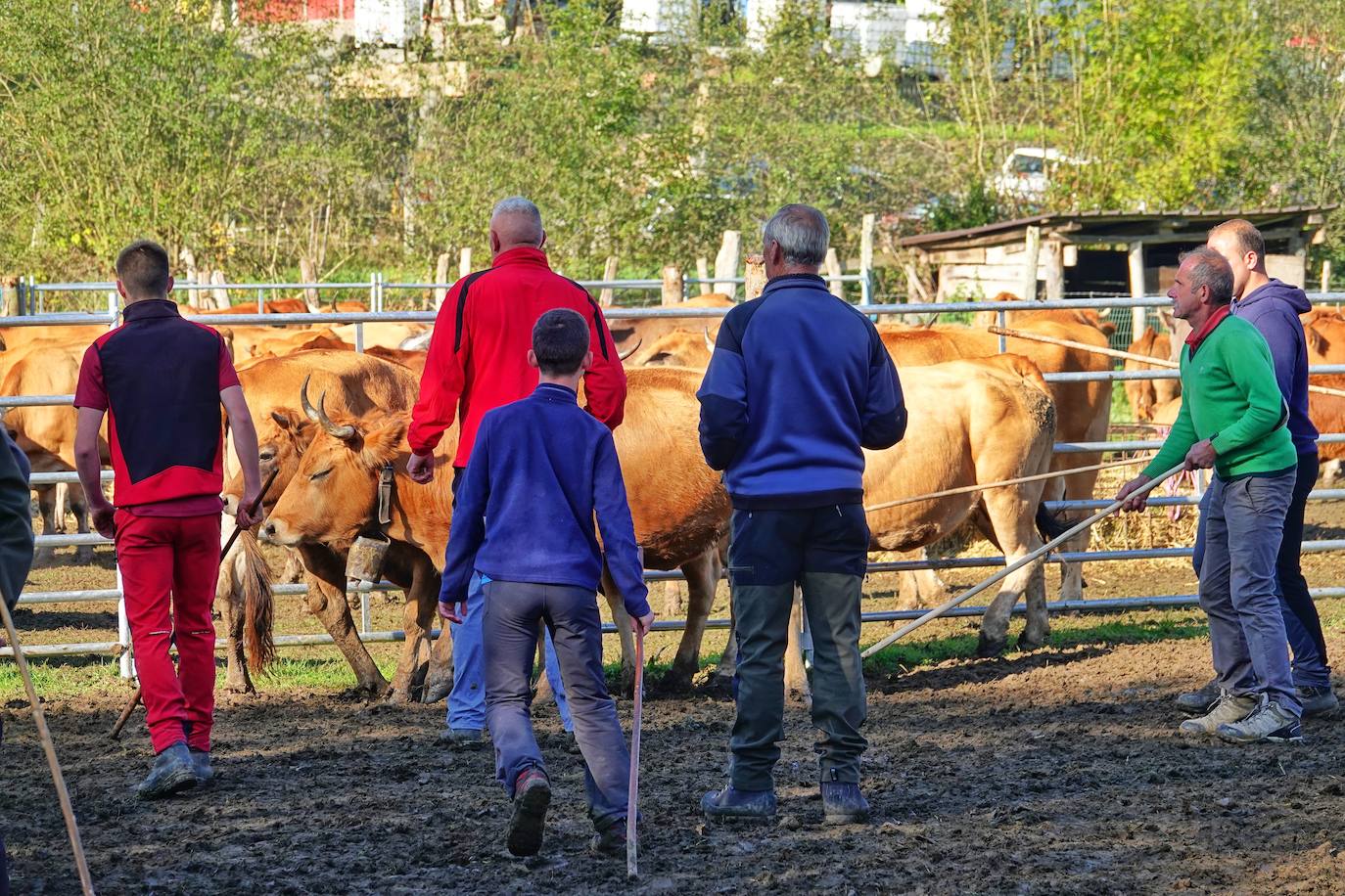 Tras la pasada edición marcada por la pandemia, el certamen de Santa Teresa ha reunido a unas 1.200 reses en el recinto de la piscifactoría, de nuevo con presencia de público