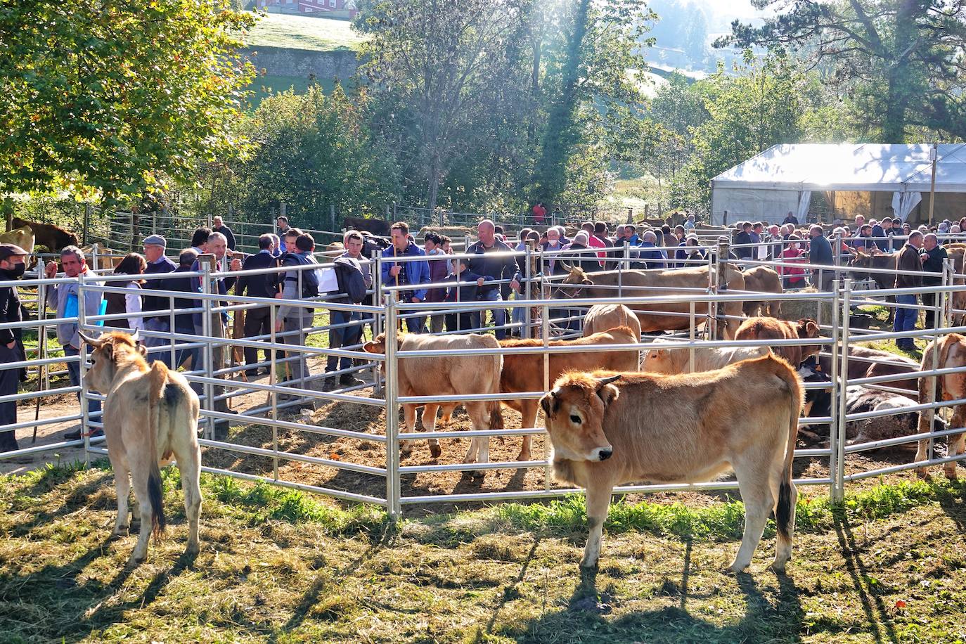 Tras la pasada edición marcada por la pandemia, el certamen de Santa Teresa ha reunido a unas 1.200 reses en el recinto de la piscifactoría, de nuevo con presencia de público