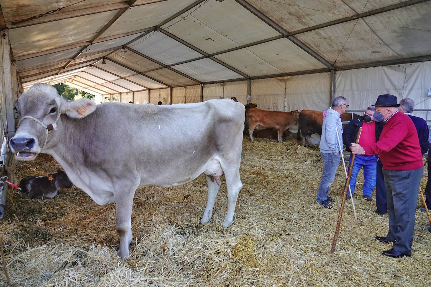 Tras la pasada edición marcada por la pandemia, el certamen de Santa Teresa ha reunido a unas 1.200 reses en el recinto de la piscifactoría, de nuevo con presencia de público