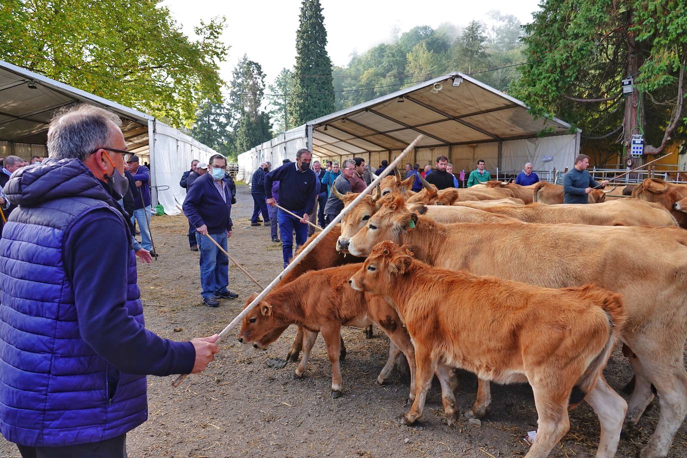 Tras la pasada edición marcada por la pandemia, el certamen de Santa Teresa ha reunido a unas 1.200 reses en el recinto de la piscifactoría, de nuevo con presencia de público