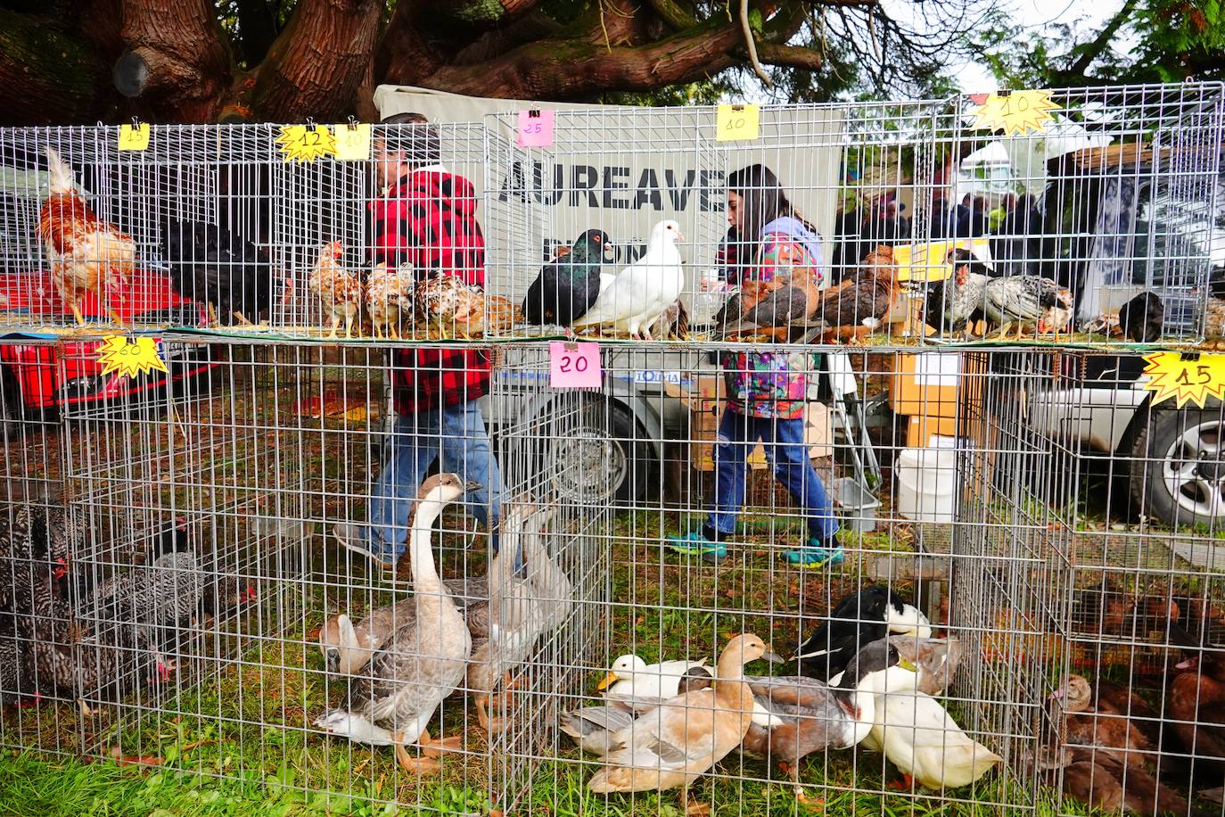 Tras la pasada edición marcada por la pandemia, el certamen de Santa Teresa ha reunido a unas 1.200 reses en el recinto de la piscifactoría, de nuevo con presencia de público