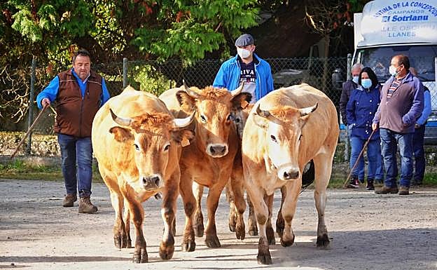 Imagen. La feria ganadera de Infiesto recupera el público