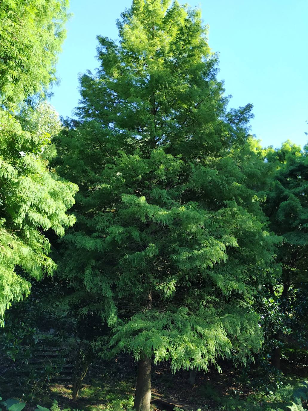 El origen de este bosque-jardín se remonta a hace 27 años, cuando José Rivera Larraya, marqués de San Nicolás de Noras, y su mujer Rosa María Pardo de Unceta, fueron comprando 58 fincas a 38 propietarios diferentes para hacer el mayor jardín botánico privado de Europa con cerca de 20 hectáreas.