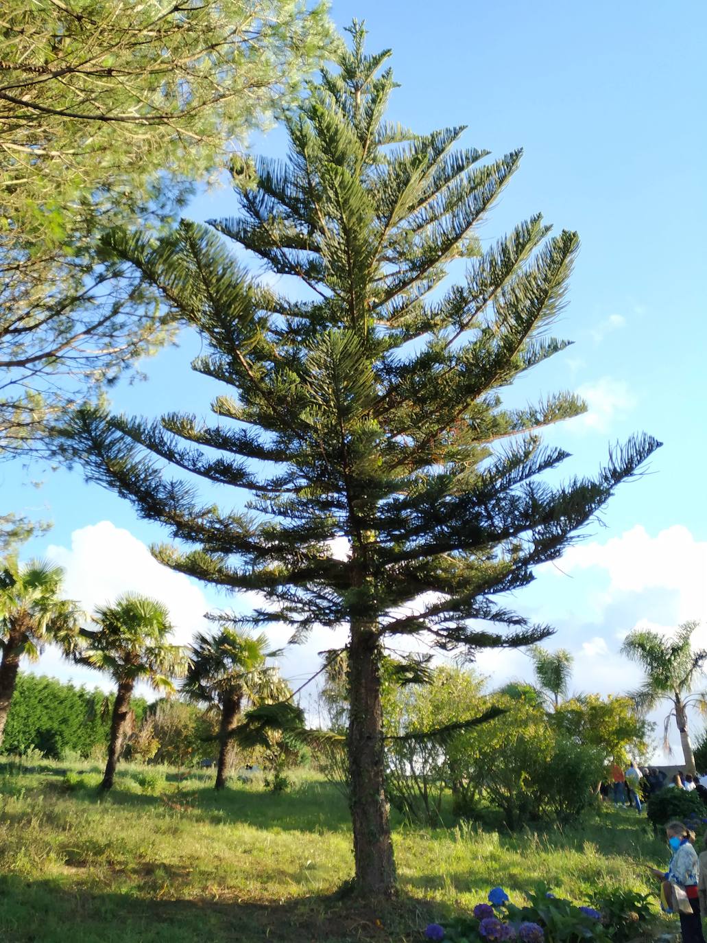 El origen de este bosque-jardín se remonta a hace 27 años, cuando José Rivera Larraya, marqués de San Nicolás de Noras, y su mujer Rosa María Pardo de Unceta, fueron comprando 58 fincas a 38 propietarios diferentes para hacer el mayor jardín botánico privado de Europa con cerca de 20 hectáreas.