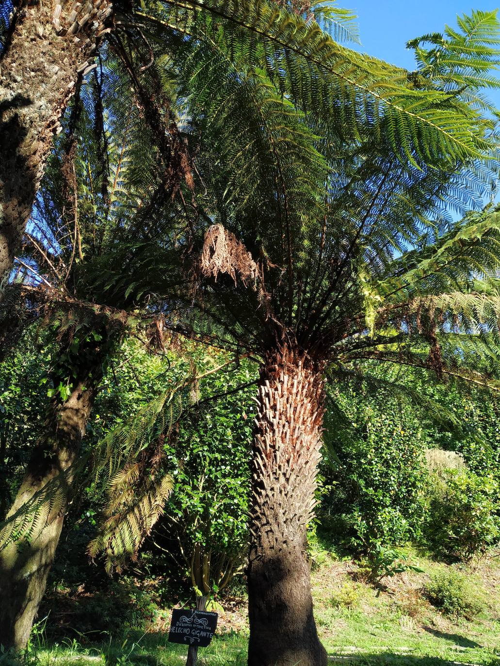 El origen de este bosque-jardín se remonta a hace 27 años, cuando José Rivera Larraya, marqués de San Nicolás de Noras, y su mujer Rosa María Pardo de Unceta, fueron comprando 58 fincas a 38 propietarios diferentes para hacer el mayor jardín botánico privado de Europa con cerca de 20 hectáreas.