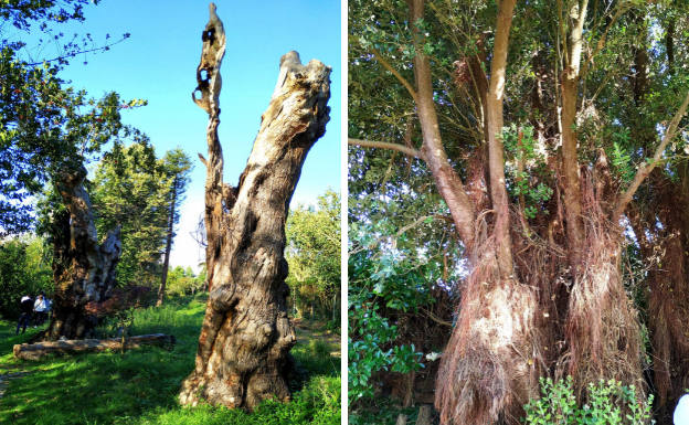 Castaños de 500 y 659 años provenientes de Naraval (Tineo); y robustos metrosidero. Especie higrófila de raíces aéreas endémica de los manglares de Centroamérica y Sudamérica. 