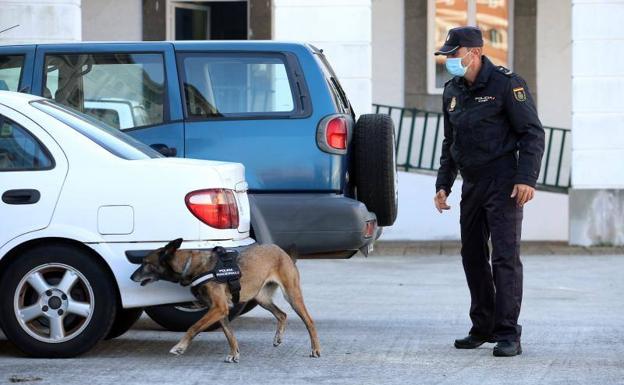 El olfato de estos perros ayuda a los agentes de la Policía Nacional en la búsqueda de explosivos, estupefacientes y armas. 