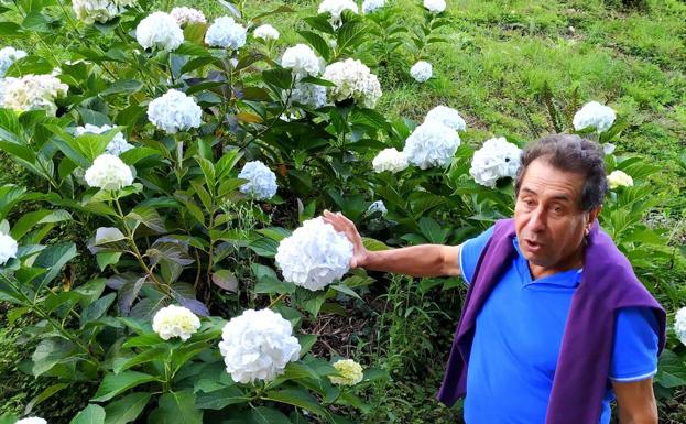 José Manuel Alba, el guía de la Fonte Baxa, explicando la particularidad de esta original hortensia blanca con bolitas azules. 