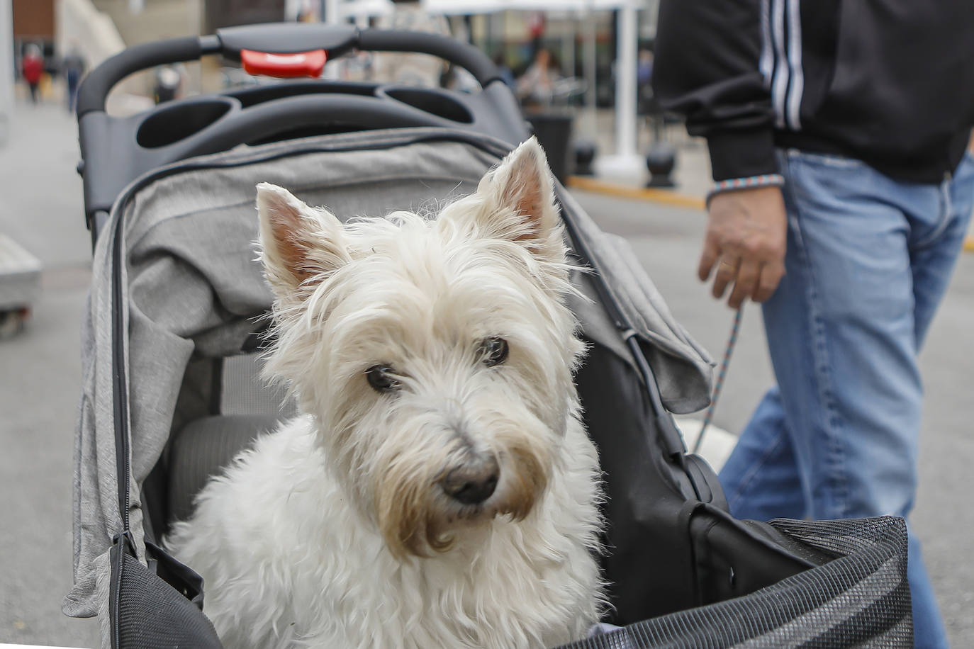 Los amantes de los animales tienen una cita este fin de semana en Gijón, donde se celebra Espacio Mascotas. Talleres, exposiciones, concursos y diversos servicios para el cuidado de las mascotas son algunos de los atractivos de estas cita. 