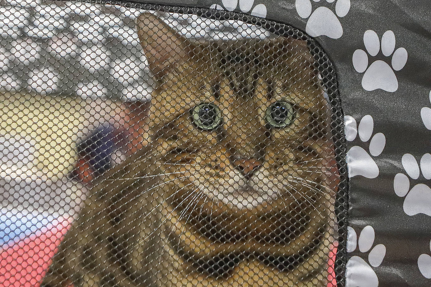 Los amantes de los animales tienen una cita este fin de semana en Gijón, donde se celebra Espacio Mascotas. Talleres, exposiciones, concursos y diversos servicios para el cuidado de las mascotas son algunos de los atractivos de estas cita. 