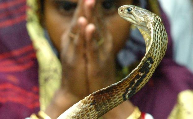 Condenado por asesinar a su mujer con una serpiente venenosa