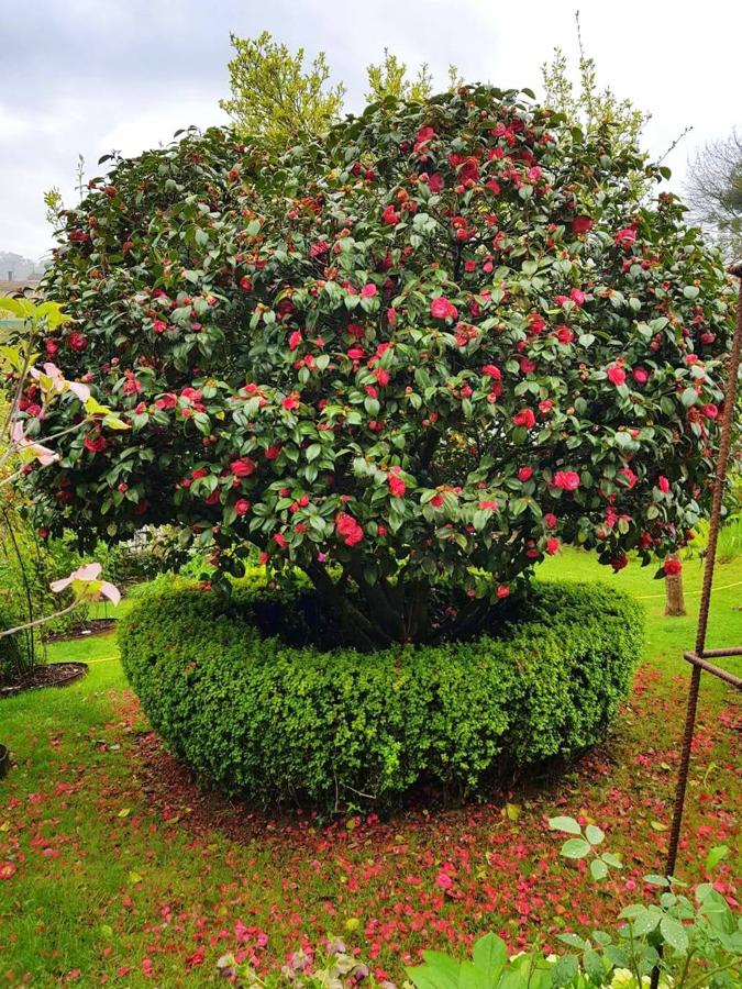 Camelia centenaria del genuino jardín francés de la casa del ingeniero de Solvay. 