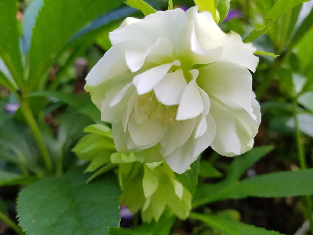 Flor blanca de un eléboro doble. Planta que es muy tóxica.