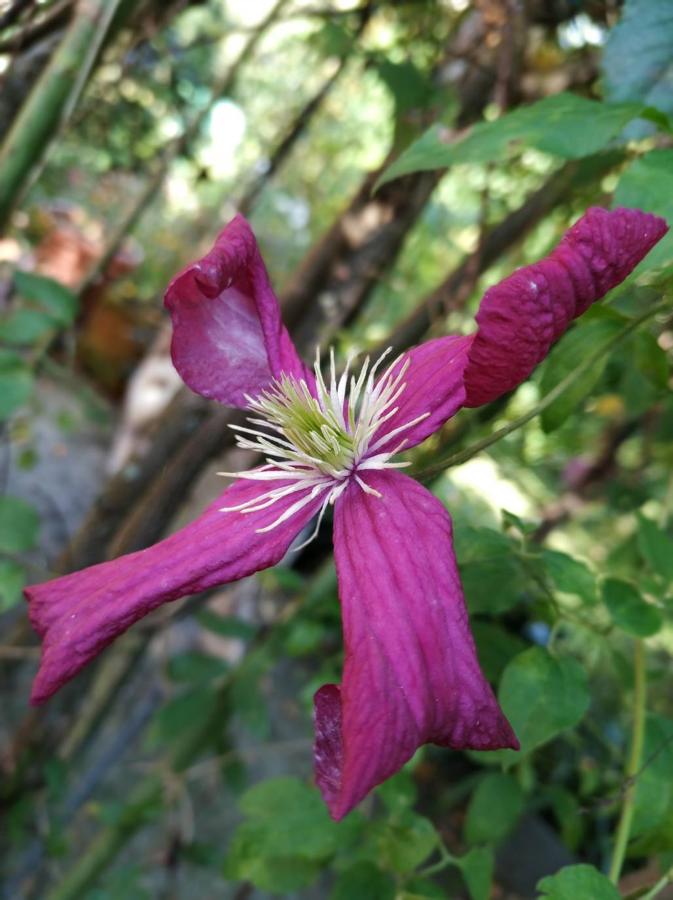 Una de las clematis que cuelgan de la estructura metálica.