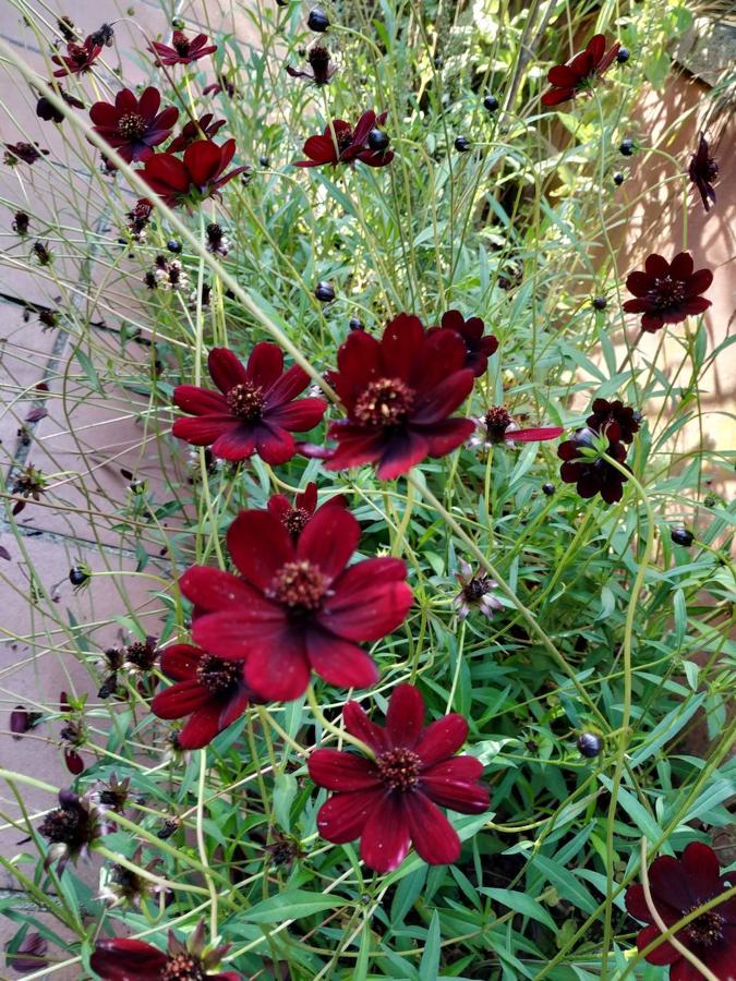 Vistosidad de los cosmos chocolate (Cosmos atrosanguineus) cuya flor desprende un fragante aroma a chocolate. 