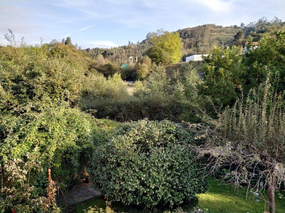 Vista del jardín desde la terraza con la bola de la camelia centenaria en primer plano, en el margen derecho el magnolio y al fondo, en el centro, asoman los castilletes del pozo minero de Solvay. 