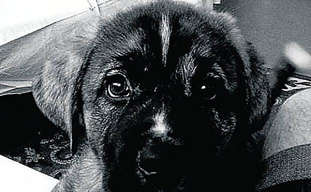 'Rufus', de cachorro 