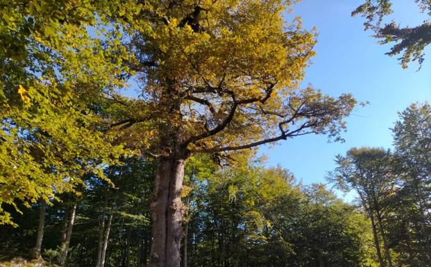 6 rutas de senderismo para toda la familia por los bosques asturianos