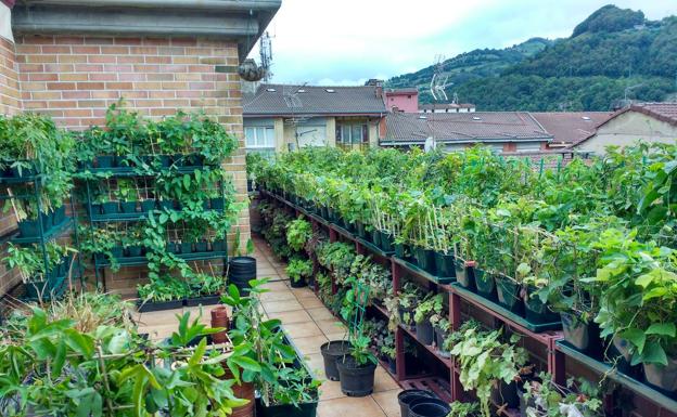 Terraza de 28 metros cuadrados donde se disponen las 240 variedades puras de passifloras en macetas.