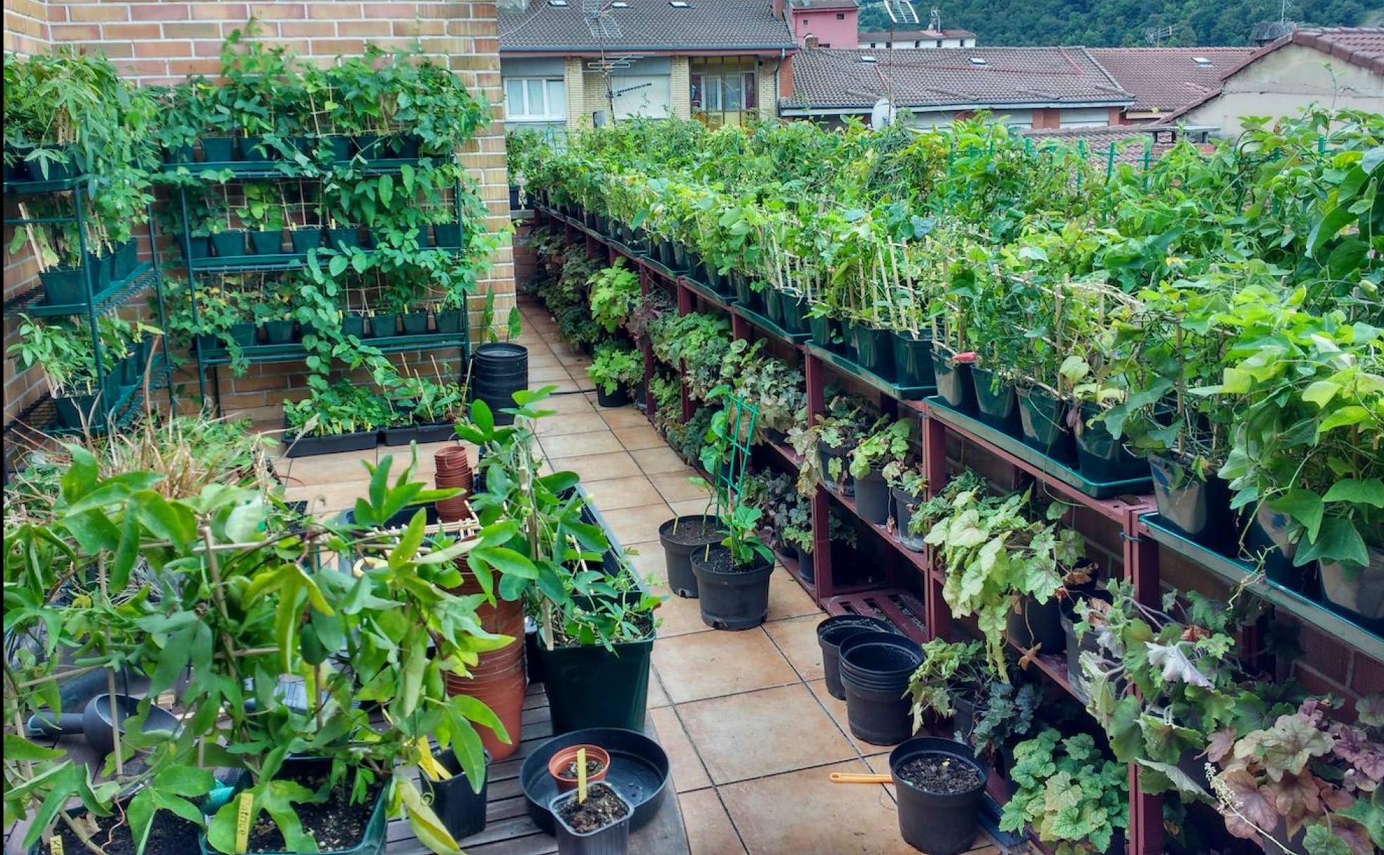 Terraza de 28 metros cuadrados donde se disponen las 240 variedades puras de passifloras en macetas.