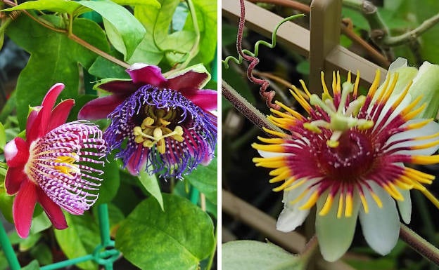 A la izquierda una espectacular passiflora Alata Linhares nativa del Amazonas (Brasil), llamada «estrella roja» por los indios y caracterizada por sus hebras verticales acampanadas. A la derecha, vivacidad de la pasiflora holosericea con su corona de hebras bicolores granates y amarillas.