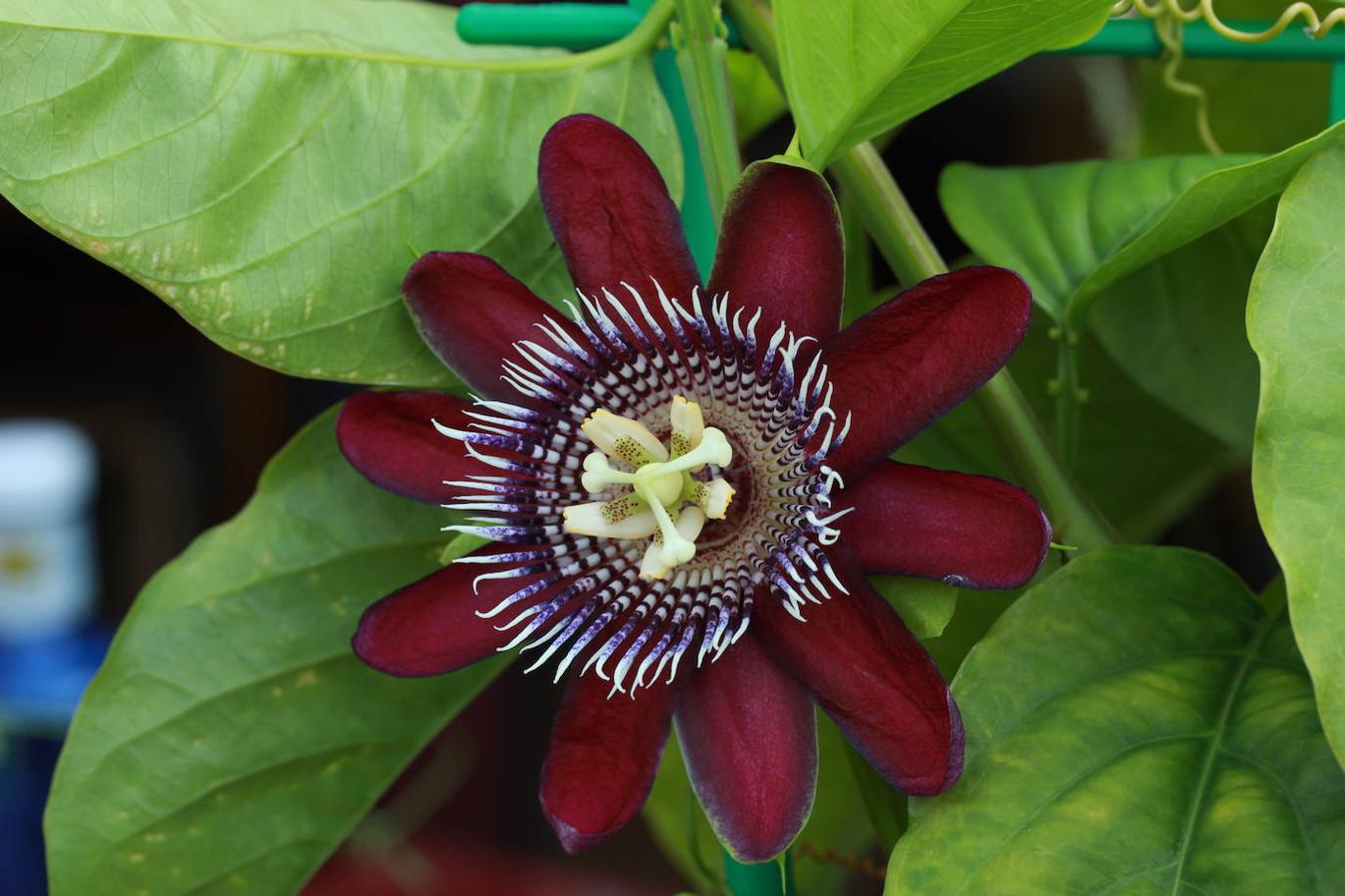 Híbrido de passiflora, variedad Precioso, de pétalos de color vino tinto y corona de hebras blancas y violetas. 