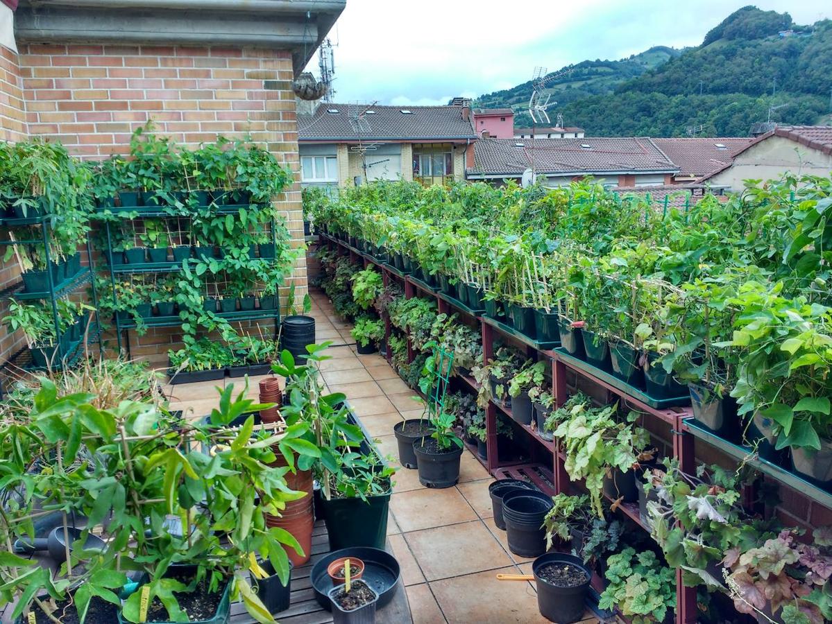 Una exposición botánica privada, amplísima y variadísima pero en un continente de las menores dimensiones que encontraremos. En la imagen la terraza de 28 m2 donde se disponen las 240 variedades puras de passifloras en macetas.