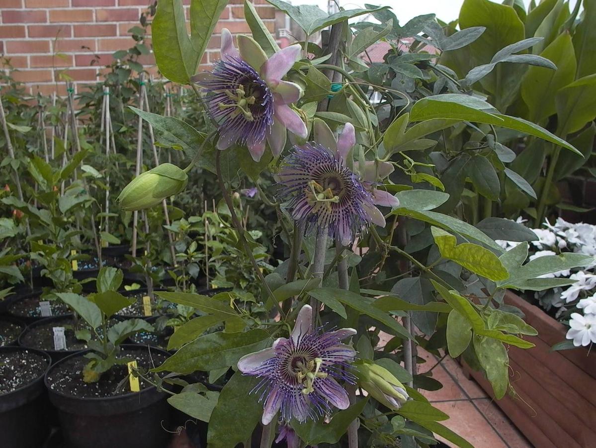 Grupo de passifloras belotti en la terraza de Laviana. 