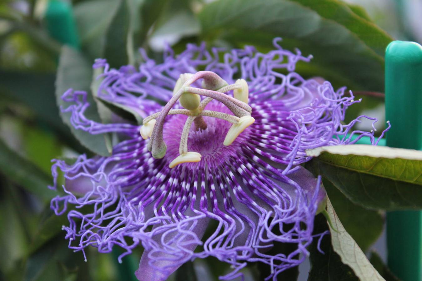 Passiflora cincinata violeta de hebras tortuosas. 