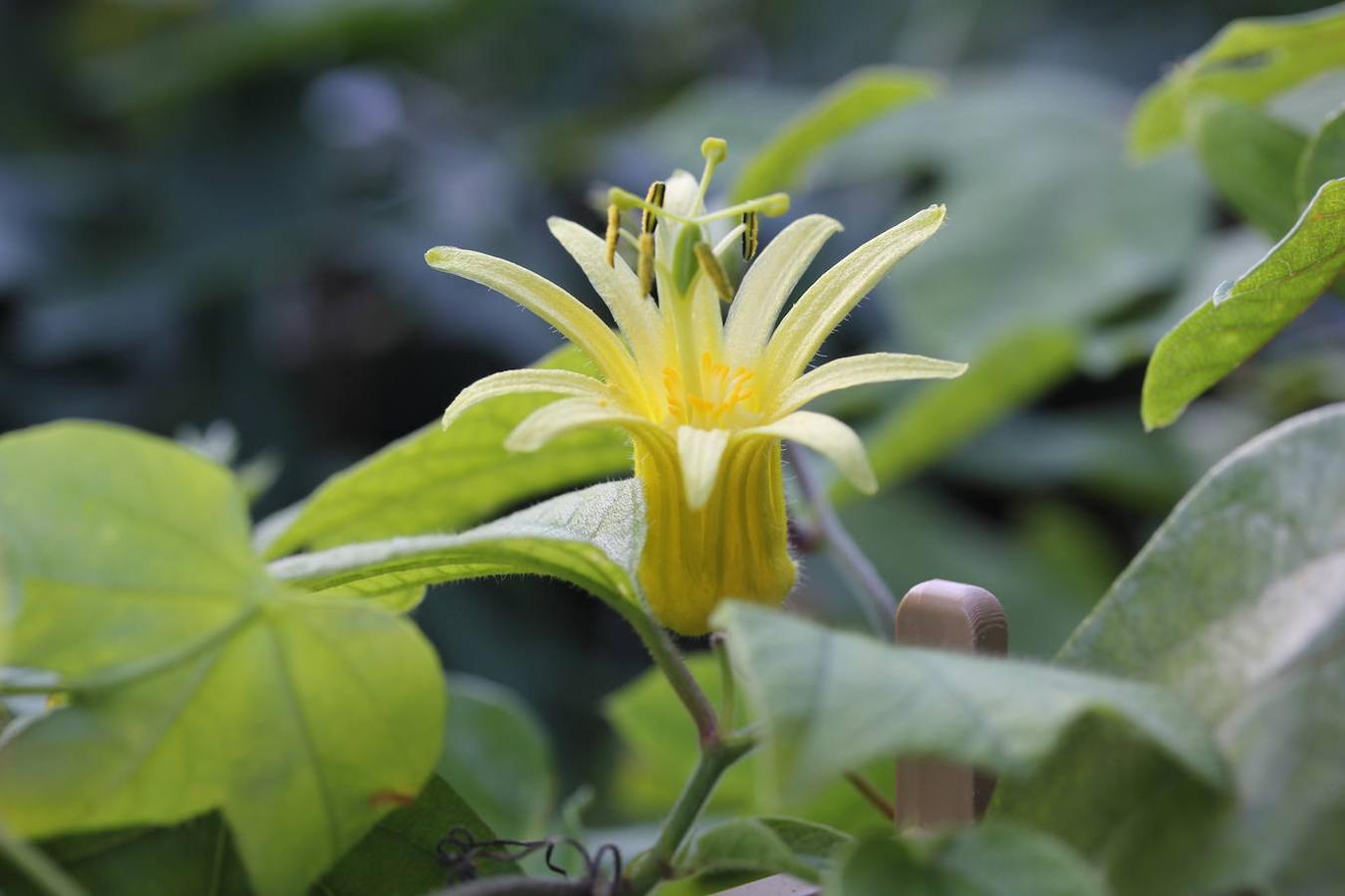 Passiflora citrina, una variedad cuyos pétalos se abren en forma de trompeta. 