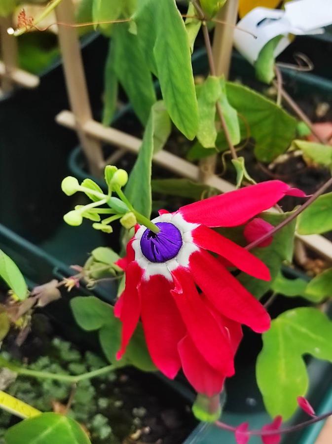 Passiflora edmondoi roja de pétalos apuntados hacia atrás y sin corona de hebras. Es oriunda del suroeste de Brasil. 